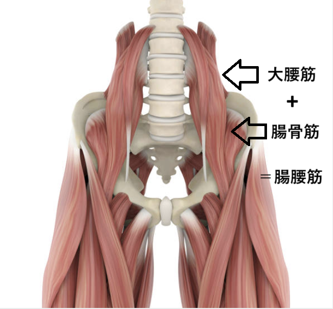 腸腰筋の画像1