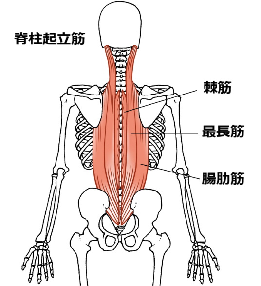脊柱起立筋の画像1